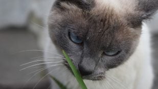Gatos, curiosidades, animales