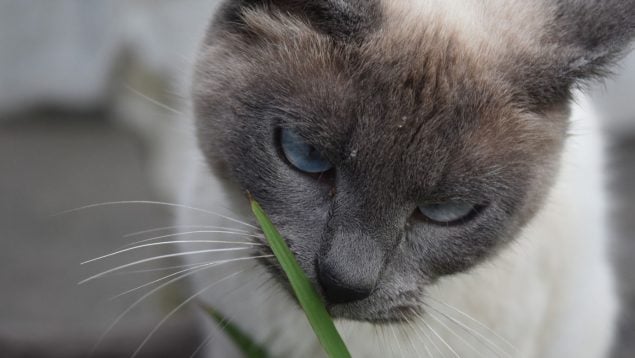 Gatos, curiosidades, animales