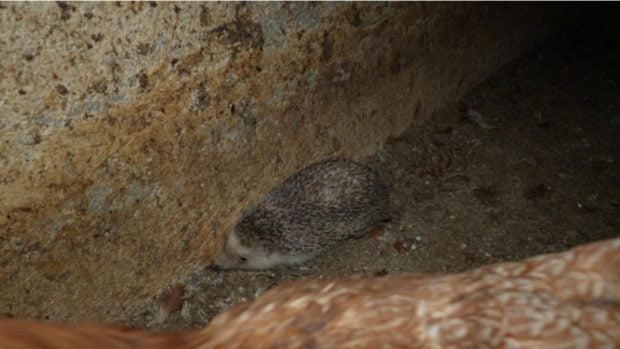 macrogranja gallinas Llucmajor 