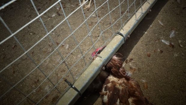 macrogranja gallinas Llucmajor 