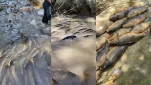Peces