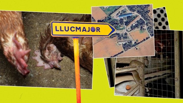 macrogranja gallinas Llucmajor