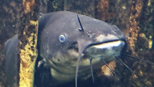 Ameiurus melas, pez, especie invasora