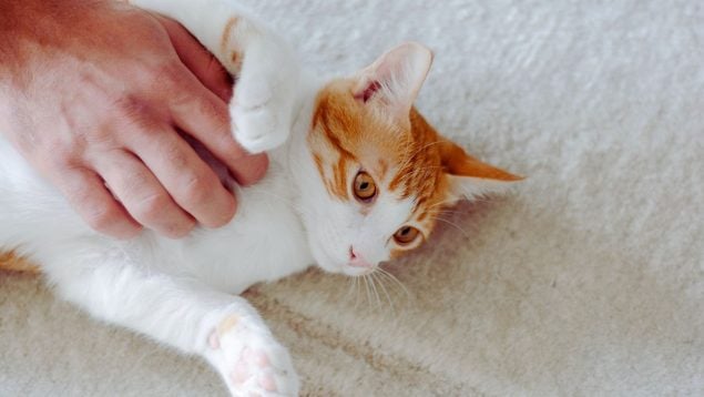 Gato