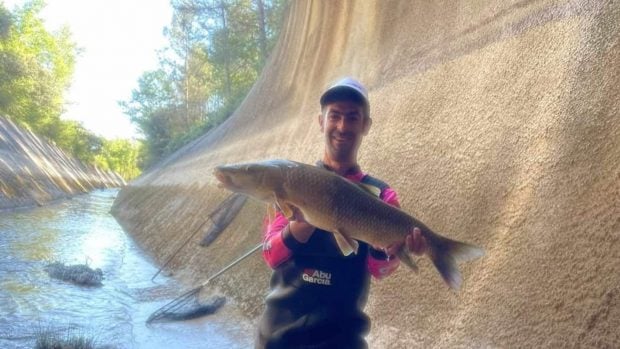 voluntario peces