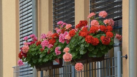 Geranios. Imagen: Pixabay.