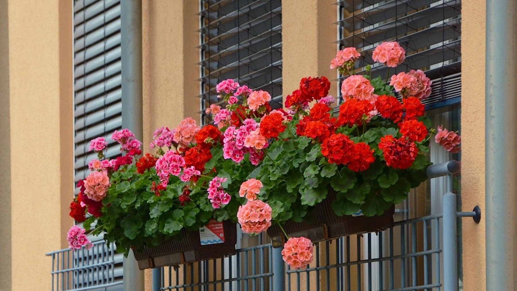 Geranios. Imagen: Pixabay.