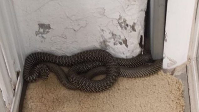 Serpiente Barcelona