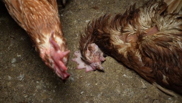 Greenpeace Macrogranja Llucmajor gallinas