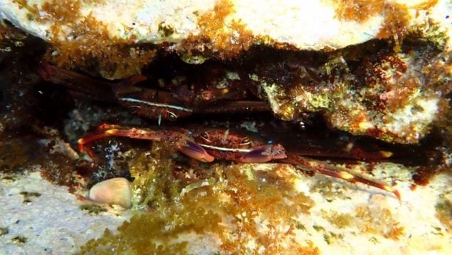 posidonia cangrejo araña mar mediterráneo
