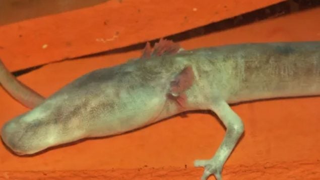 Animal, anfibio, curiosidades