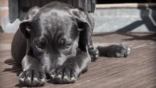 Planta que puede matar a tu mascota, las plantas más dañinas para tu perro, por qué no debes tener un poto en casa, peligros de los potos en mascotas.