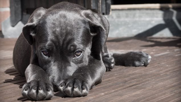 Planta que puede matar a tu mascota, las plantas más dañinas para tu perro, por qué no debes tener un poto en casa, peligros de los potos en mascotas.