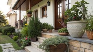 Plantas, curiosidades, feng shui