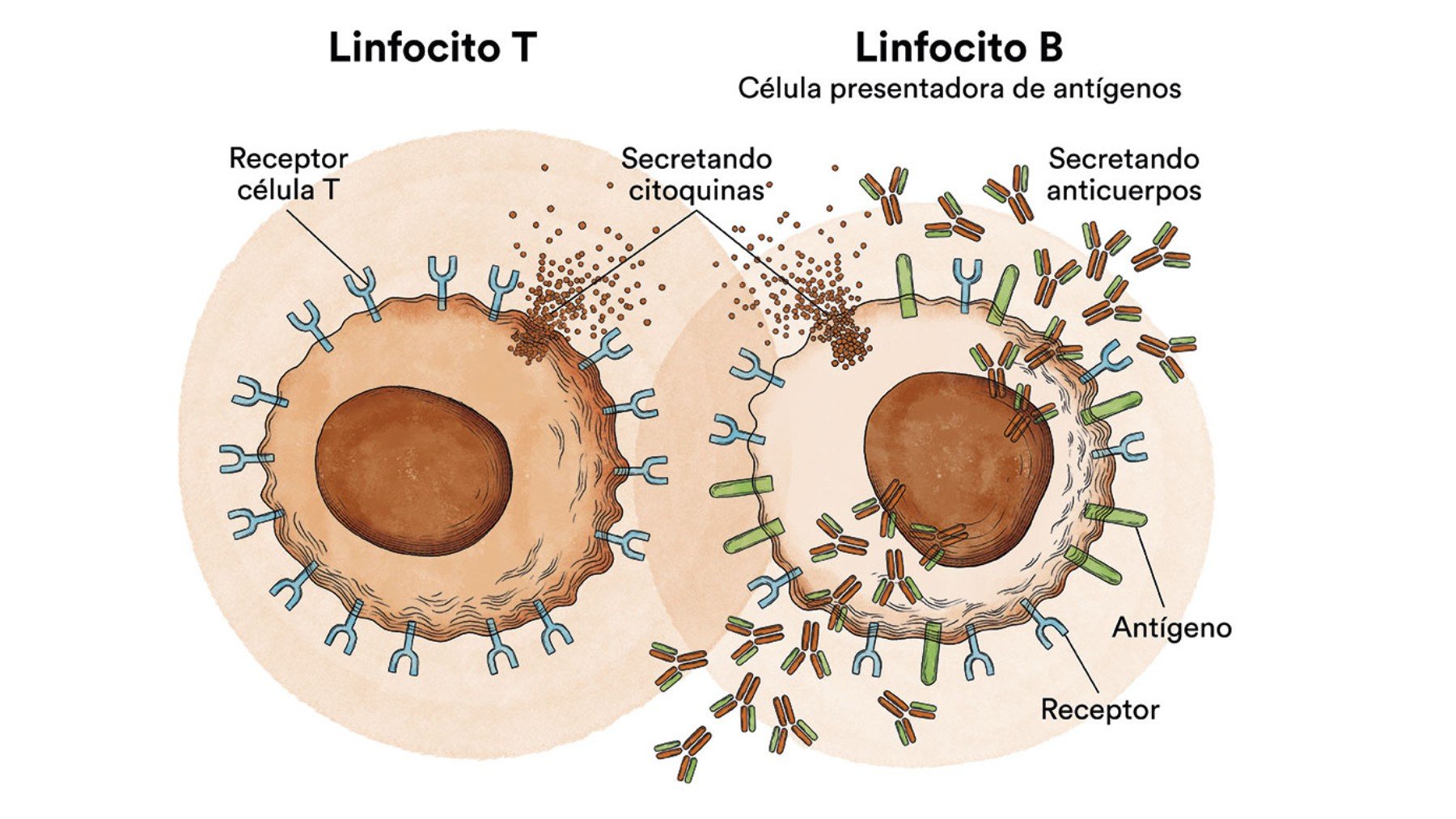 Células del sistema inmune adaptativo, (F. Josep Carreras).