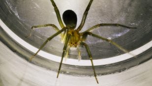 Araña violinista