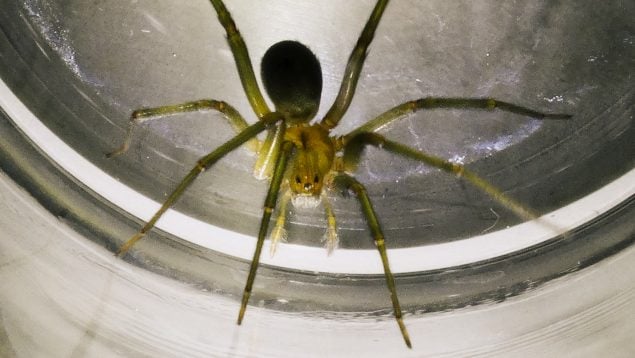 Araña violinista