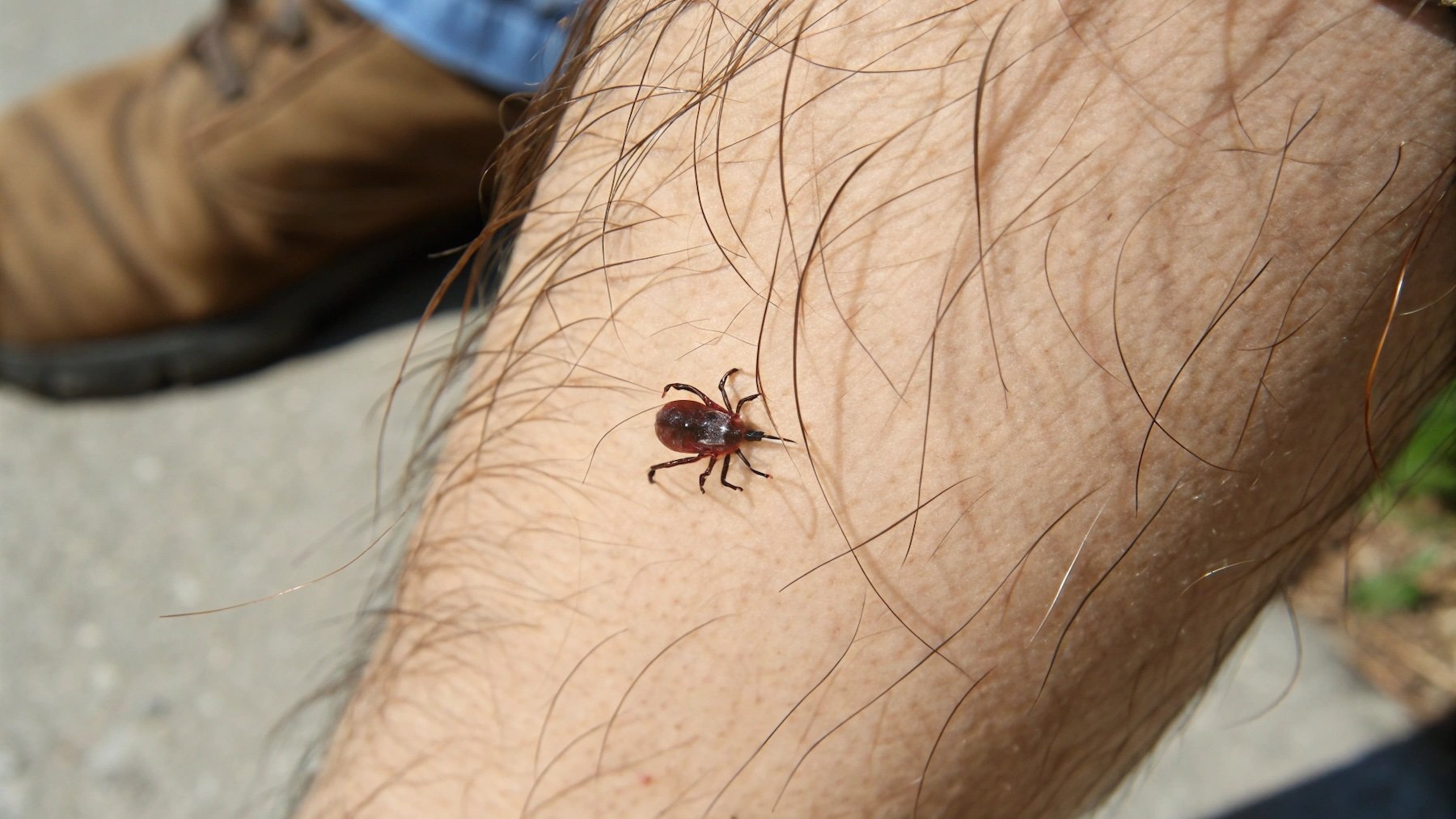 Garrapata.