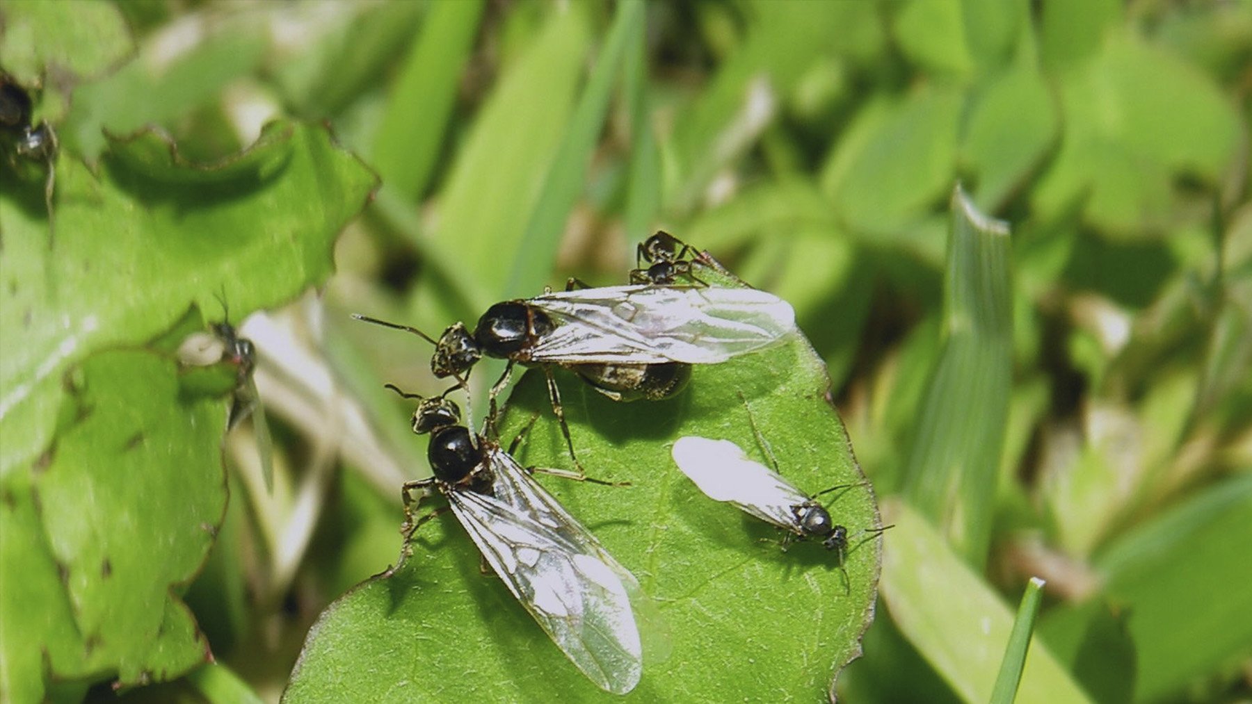 Grupo de hormigas voladoras. Foto: Luis Miguel Bugallo en Wikimedia Commons.