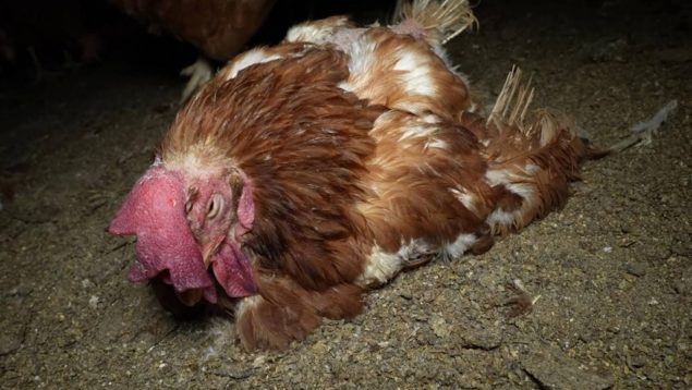 macrogranja gallinas Llucmajor Avícola Son Perot