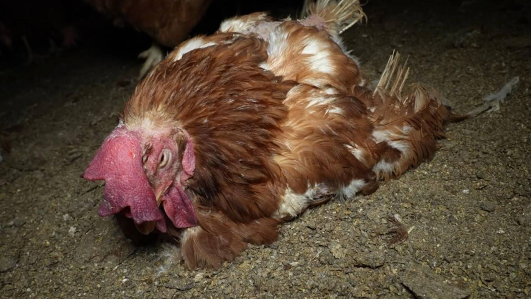 Una gallina en la macrogranja de Llucmajor.