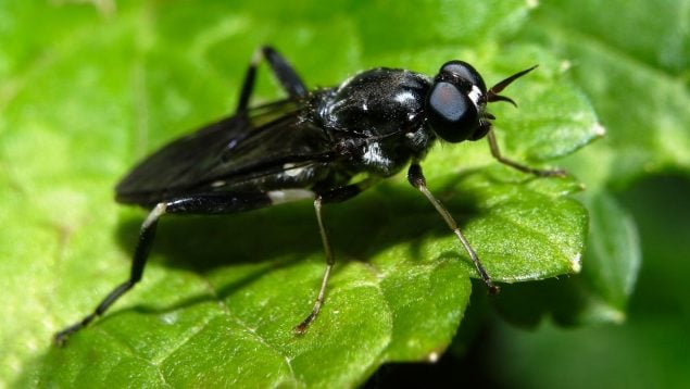 Mosca negra en Madrid