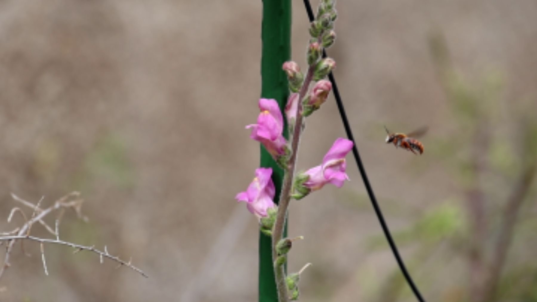Una planta modelo de boca de dragón (A. litigiousum) y una abeja acercándose. Foto: Vibrant Lab