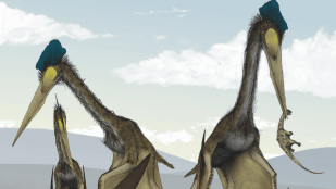 Los paleontólogos resuelven uno de los grandes misterios de los dinosaurios, descubrimiento paleontológico, hallazgo de los paleontólogos, resuelven el misterio de los pterosaurios.