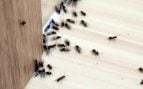 Truco para eliminar hormigas