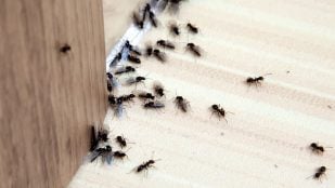 Truco para eliminar hormigas