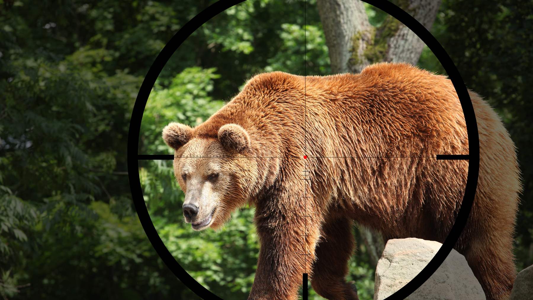 Carne oso