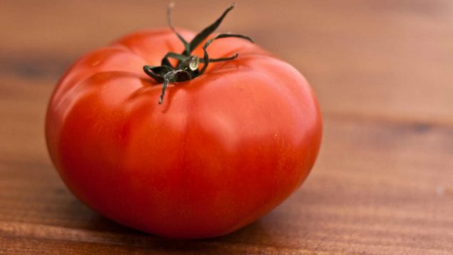 Origen del tomate