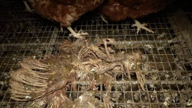 Agricultura ha inspeccionado 24 veces la granja de Llucmajor sin indicios de las atrocidades denunciadas