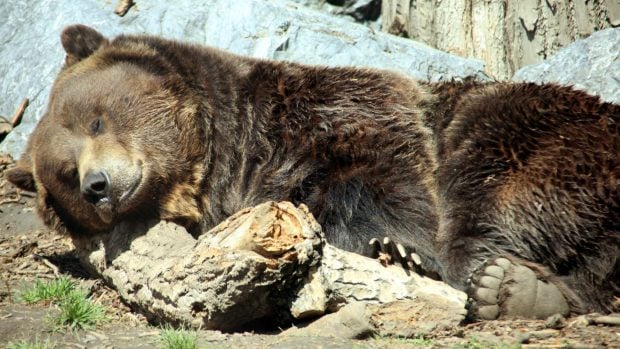 oso pardo recostado