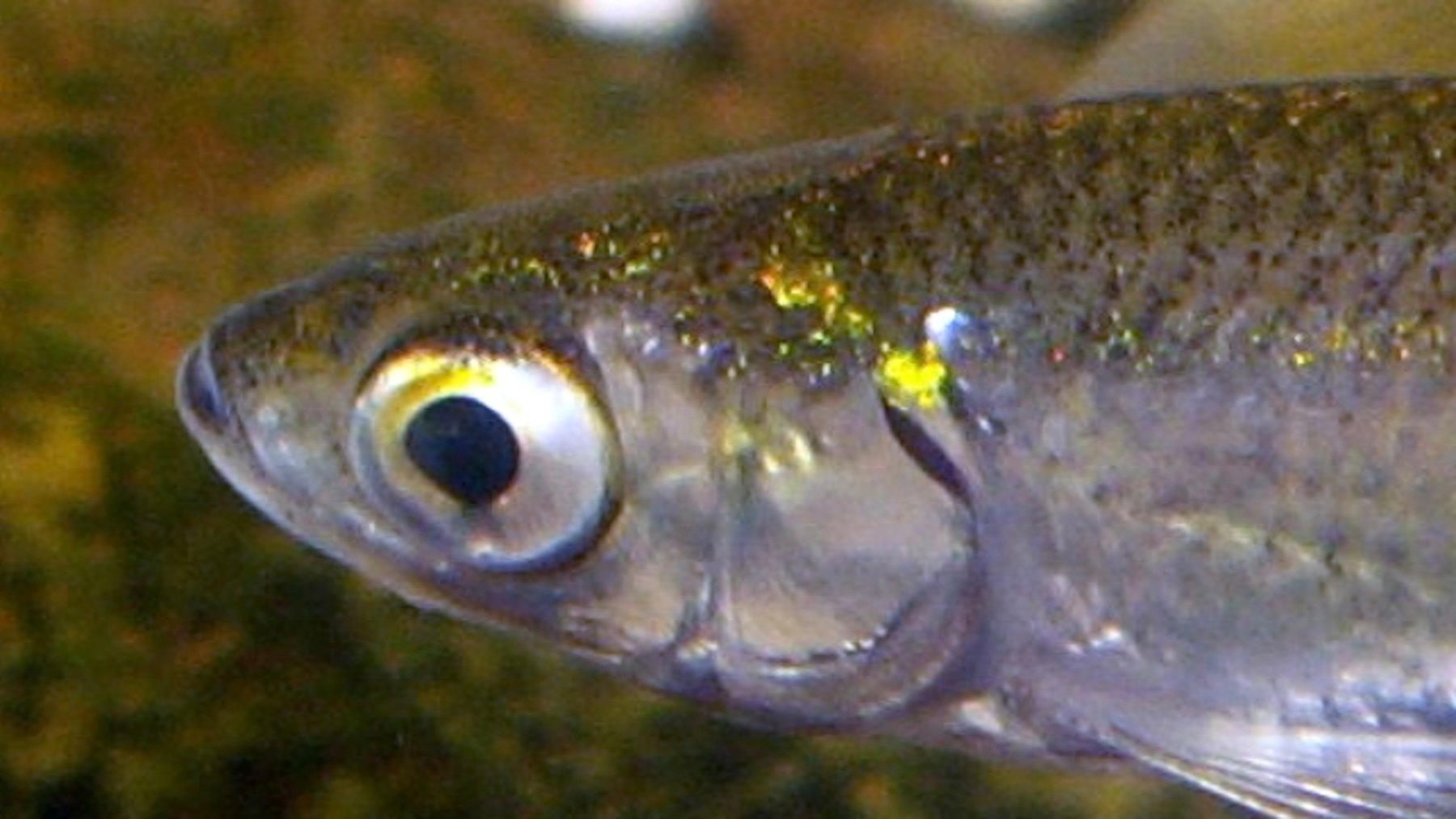 Alburnus alburnus. Imagen: Viridiflavus.