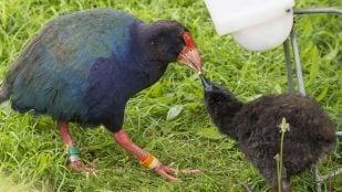Animal raro que se dio por extinto, animal extraño que se dio por extinto, especies en peligro de extinción, aves más amenazadas de la Tierra, pájaros más raros del planeta.