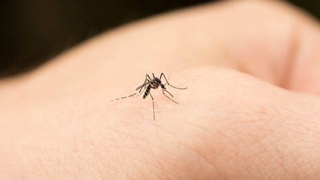 mosquitos Lidl