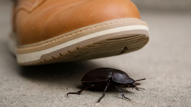 Escarabajo, insecto, animal