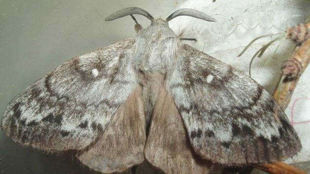 Polilla asiática