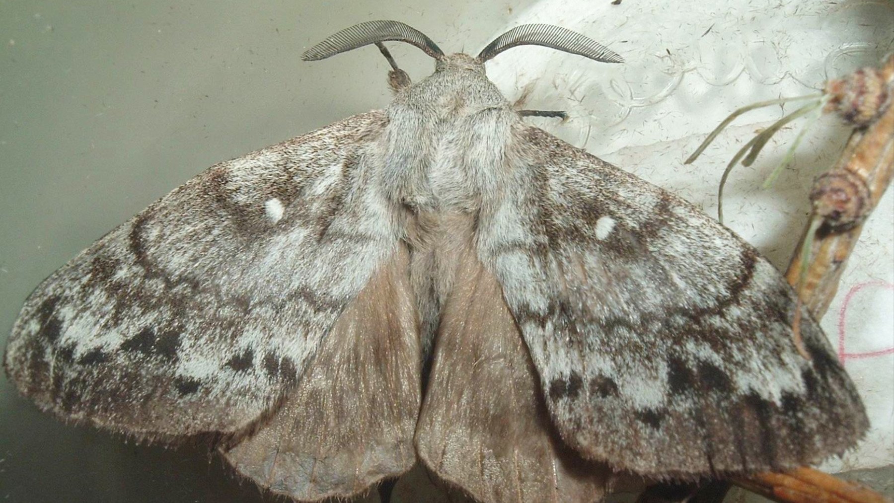 Ejemplar de Dendrolimus sibiricus. Foto: Universidad de Georgia.