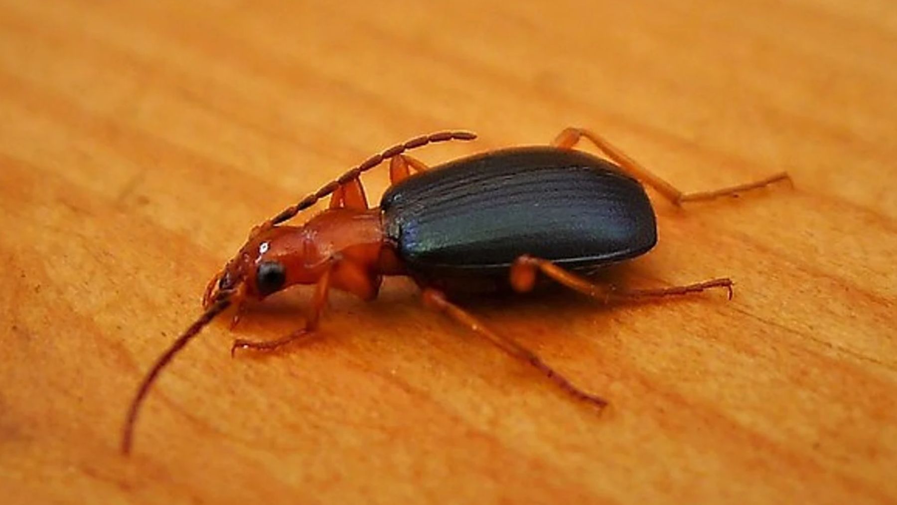 Escarabajo, insecto, animal
