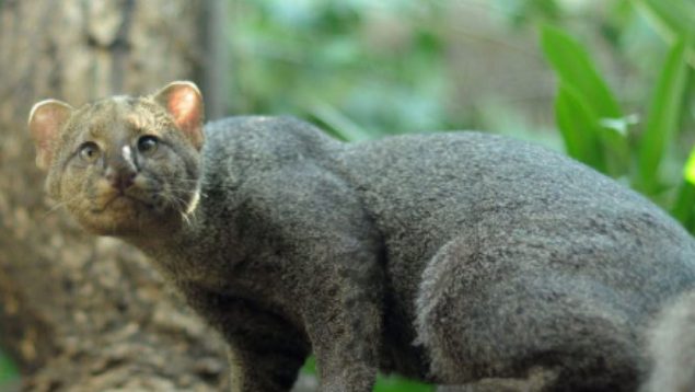 Jaguarundi, depredador, animal, gato