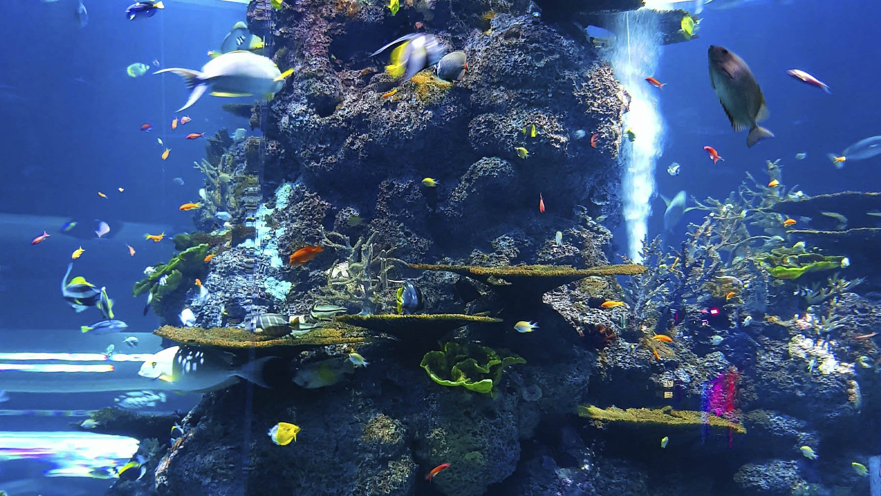 Peces y otros animales marinos rodeando un coral. Foto: Pexels.