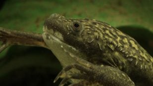 Rana, especie invasora, animales