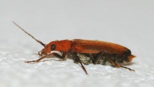 Plaga prioritaria según la Unión Europea, por qué el escarabajo barrenador es una plaga prioritaria, insectos peligrosos para los árboles, especies invasoras.