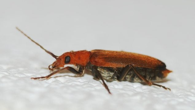 Plaga prioritaria según la Unión Europea, por qué el escarabajo barrenador es una plaga prioritaria, insectos peligrosos para los árboles, especies invasoras.