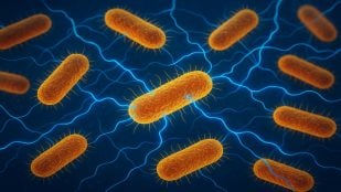 Descubren unas bacterias que viven sin oxígeno y respiran electricidad, descubrimiento científico más sorprendente sobre bacterias, bacteria, descubrimiento ciencia bacterias, bacterias raras.