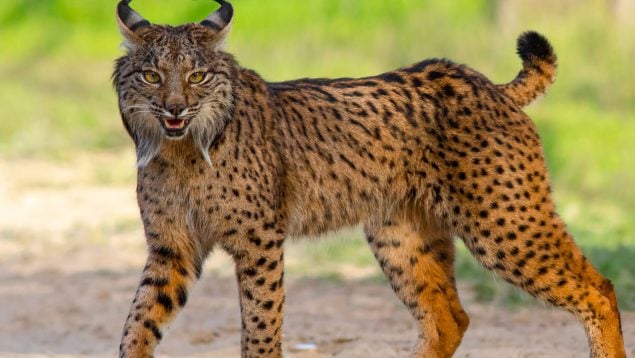 Descubrimiento de un lince ibérico en Cataluña que soltaron en Andalucía, noticias positivas sobre el lince ibérico, recuperación del lince ibérico en España, cómo recuperar al lince ibérico, lince ibérico secreto en Andalucía.