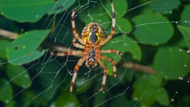 Araña en casa