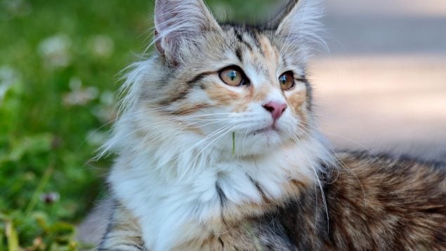 Gato en verano